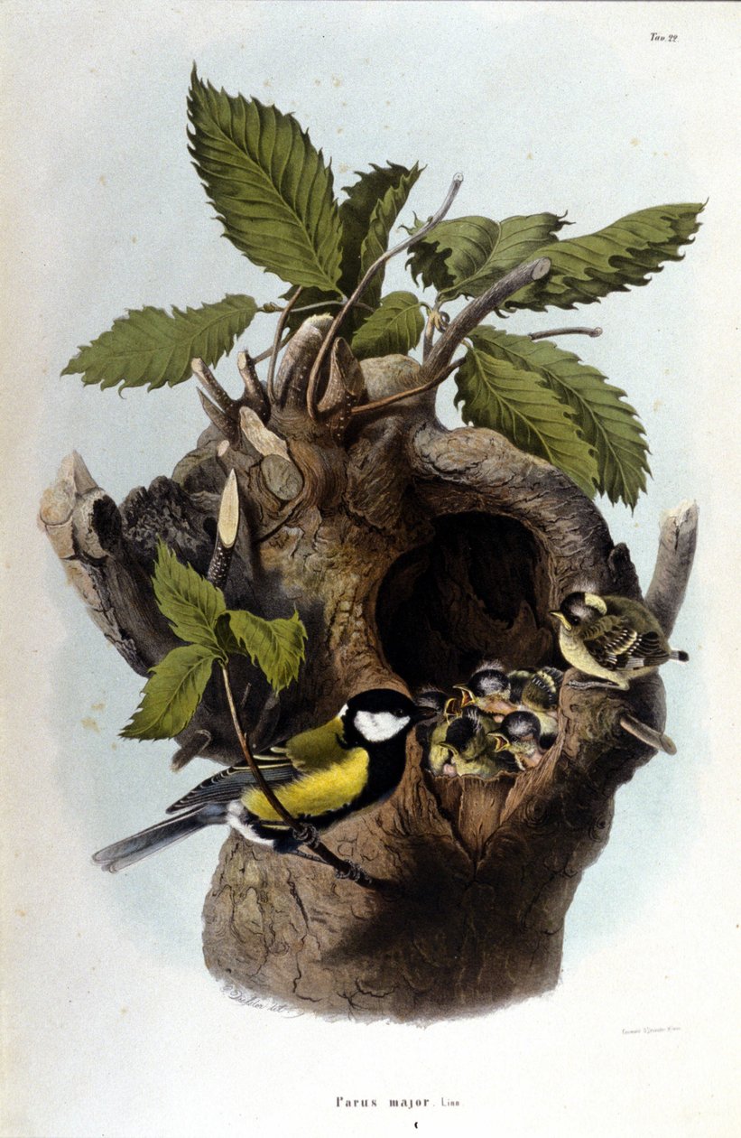Tafel mit Darstellung eines Sperlings in der Nähe seines Nestes von Unknown artist