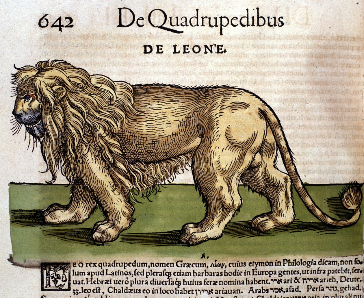 Ein Löwe nach „Historia Animalium“ von Conrad Gesner, Tiguri von Unknown artist