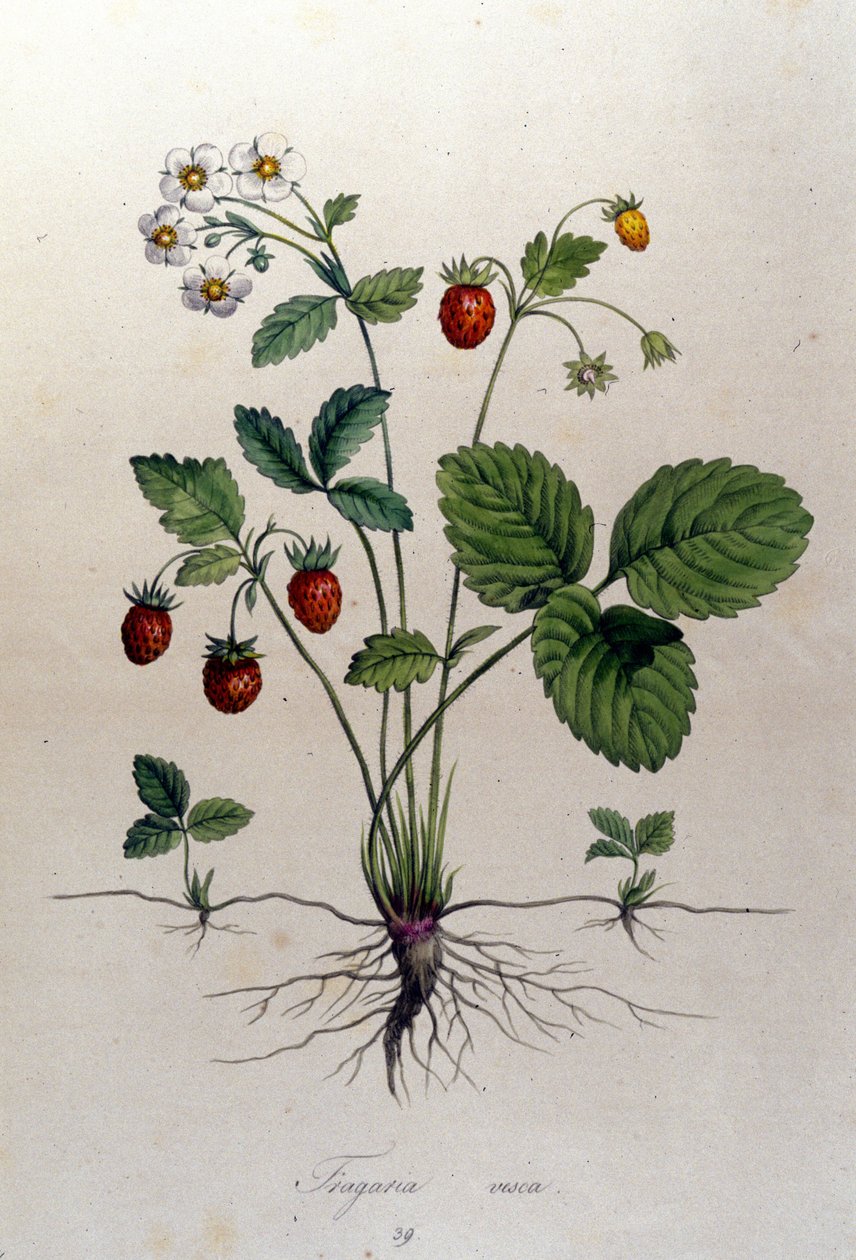 Ein Erdbeerbaum und seine Früchte: botanische Tafel aus dem 19. Jahrhundert von Unknown artist