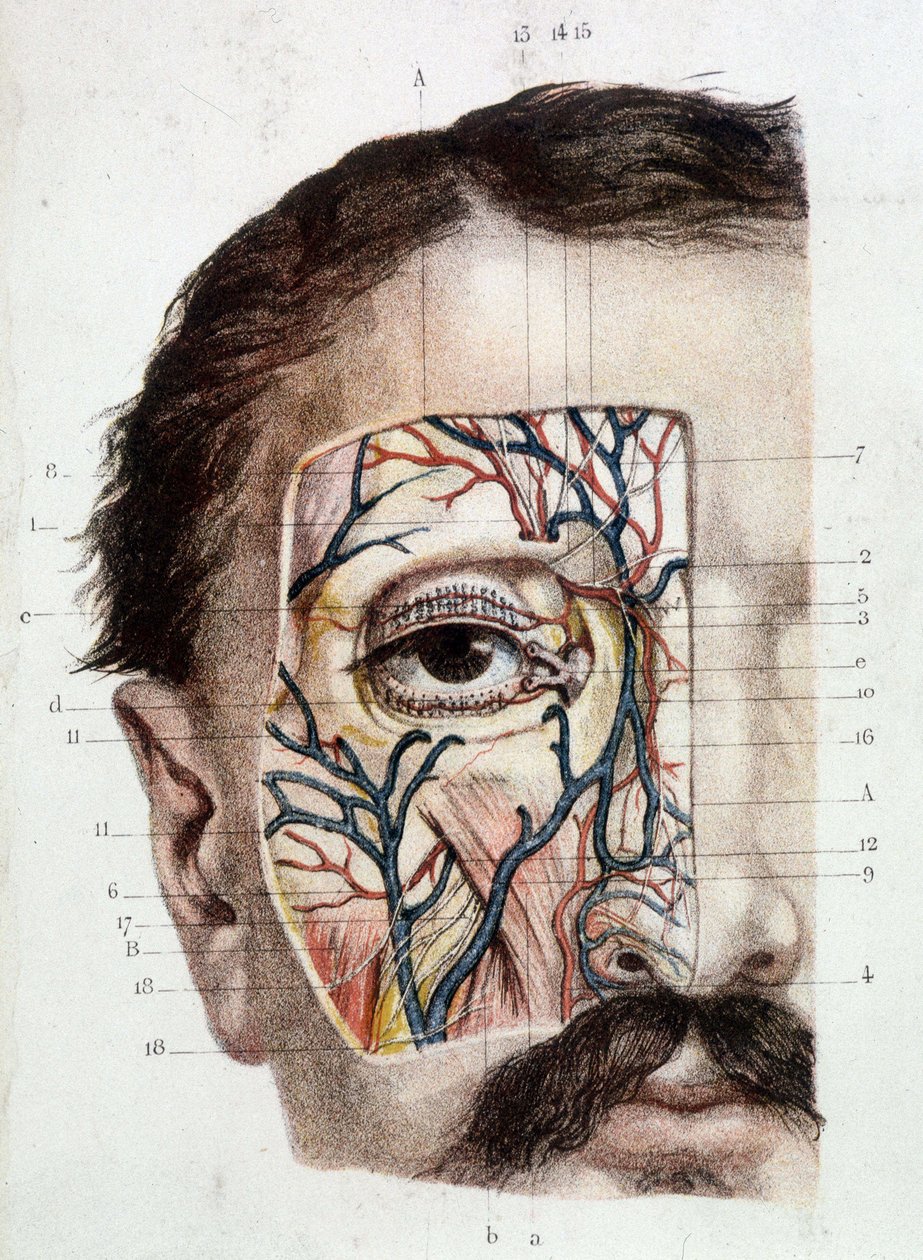 Anatomische Tafel des Auges und seiner Umgebung (abgezogen) von Unknown artist