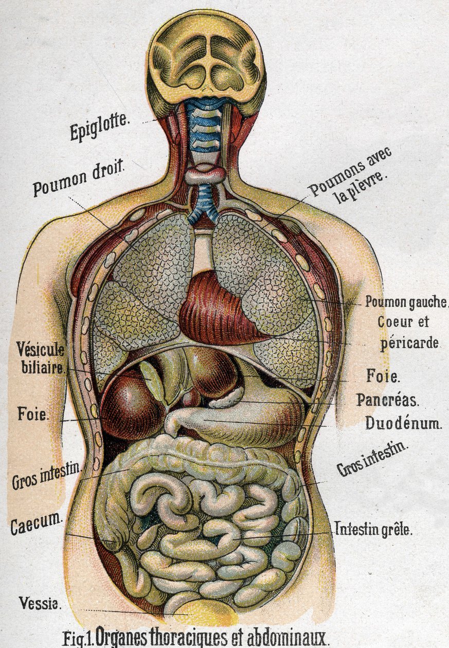 Anatomie: Brust- und Bauchorgane. (Darm, Leber, Bauchspeicheldrüse, Lunge usw.) in La nouvelle medication naturelle von F.E. Bilz. 1898. von Unknown artist