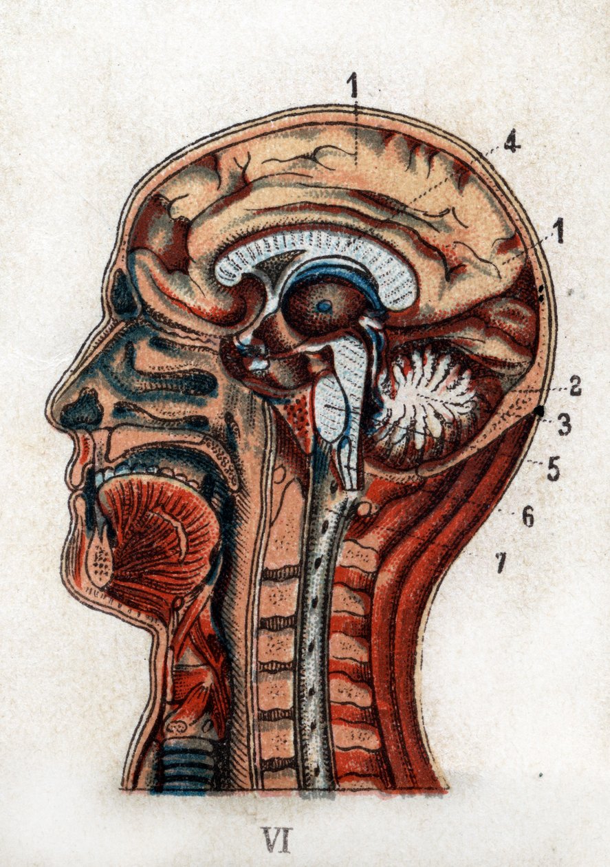 Anatomie: Querschnitt des menschlichen Schädels, Abschnitt des Gehirns und des Rückenmarks. Die Tafel zeigt das Gehirn, das Kleinhirn (mit dem Lebensbaum), das verlängerte Mark, das das Rückenmark bildet. „Die neue natürliche Medikation“ von F.E. Bilz. 189 von Unknown artist