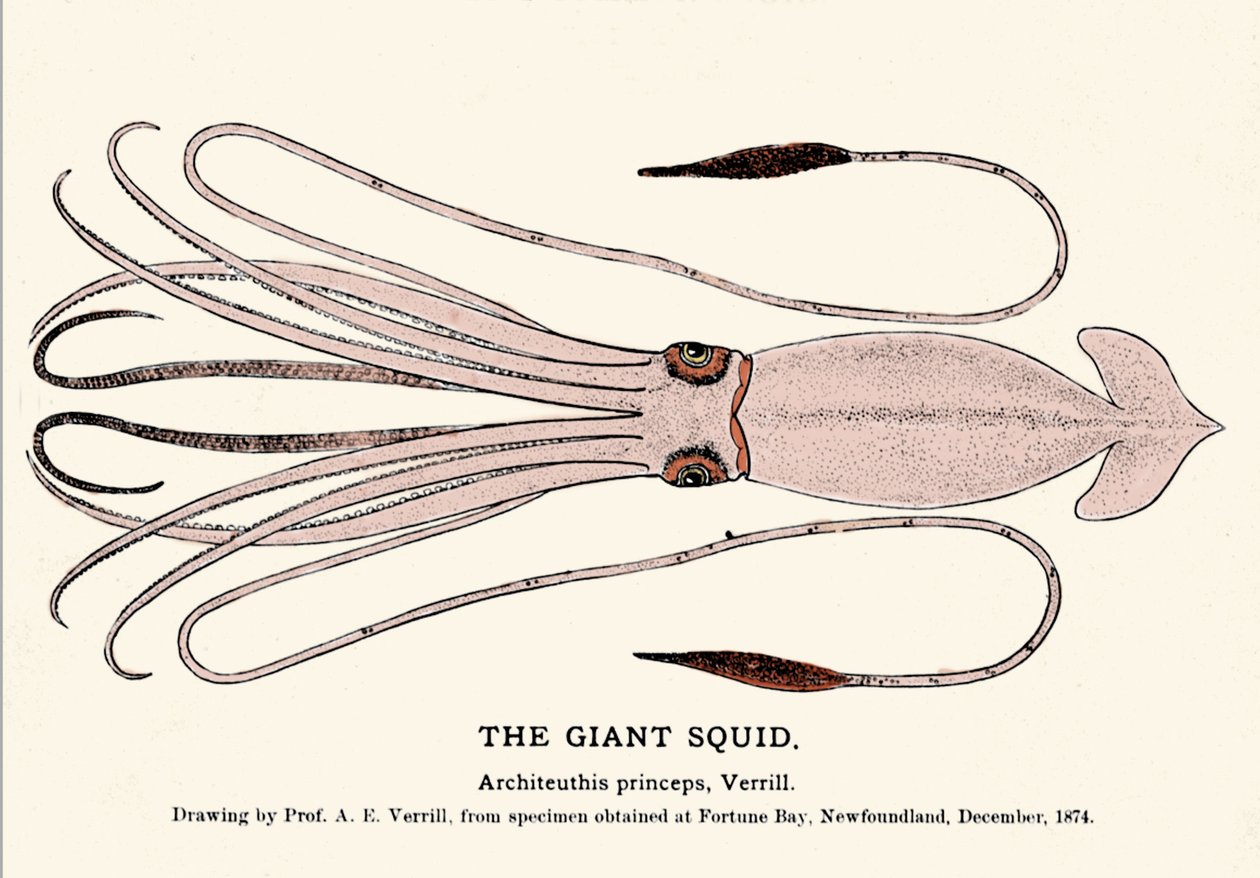 Architeuthis princeps, der Riesenkalmar, der im Dezember 1874 in Fortune Bay (Neufundland) gestrandet ist und erstmals von Professor A.E. Verrill beschrieben wurde. Gravur der Ära von Unknown artist