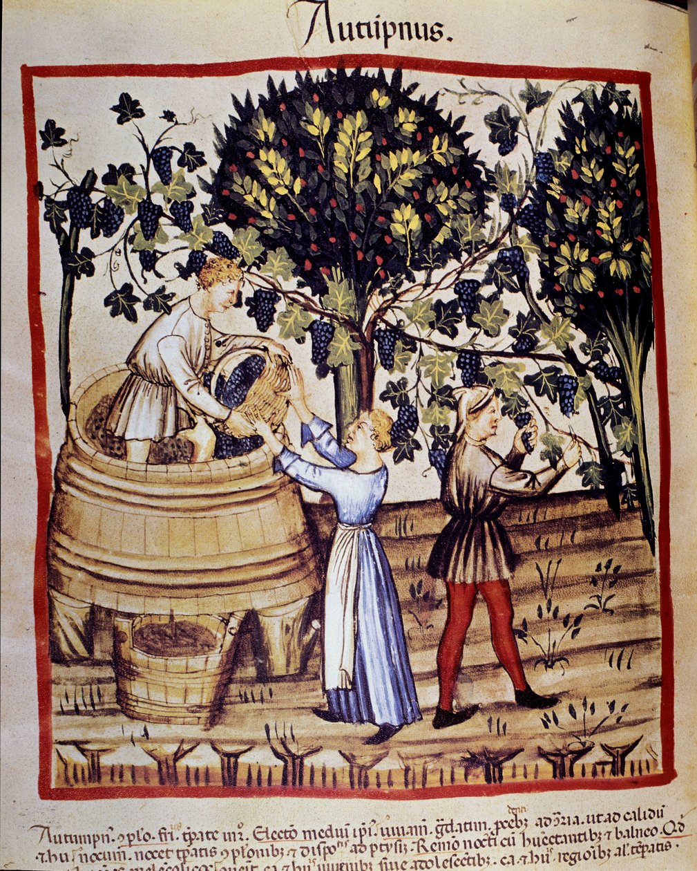 Herbstdarstellung: Ernte. Die Weinlese. Illumination aus der Milchwirtschaft und Diätetik „Tacuinum sanitatis“ von Unknown artist