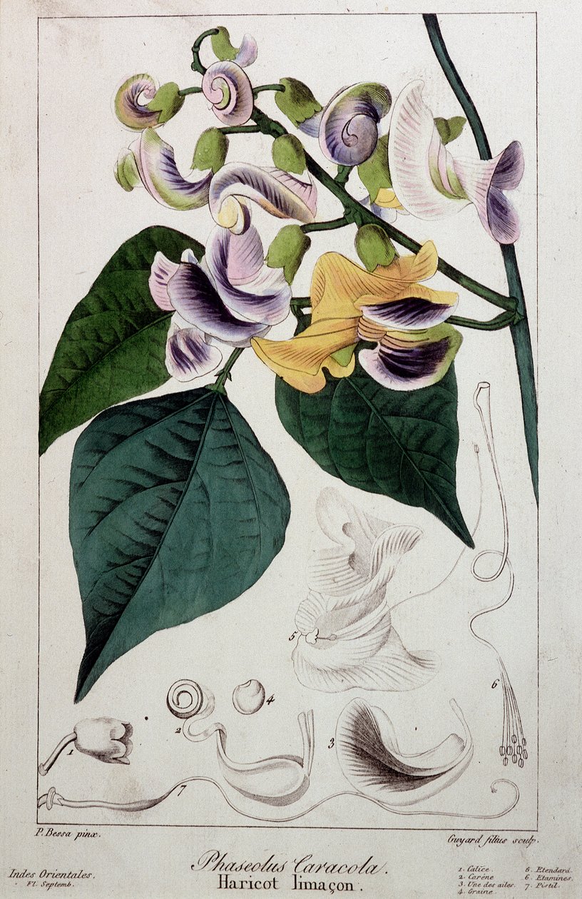 Bohnen-Schnecke (Phaseolus caracola), botanische Tafel von Unknown artist