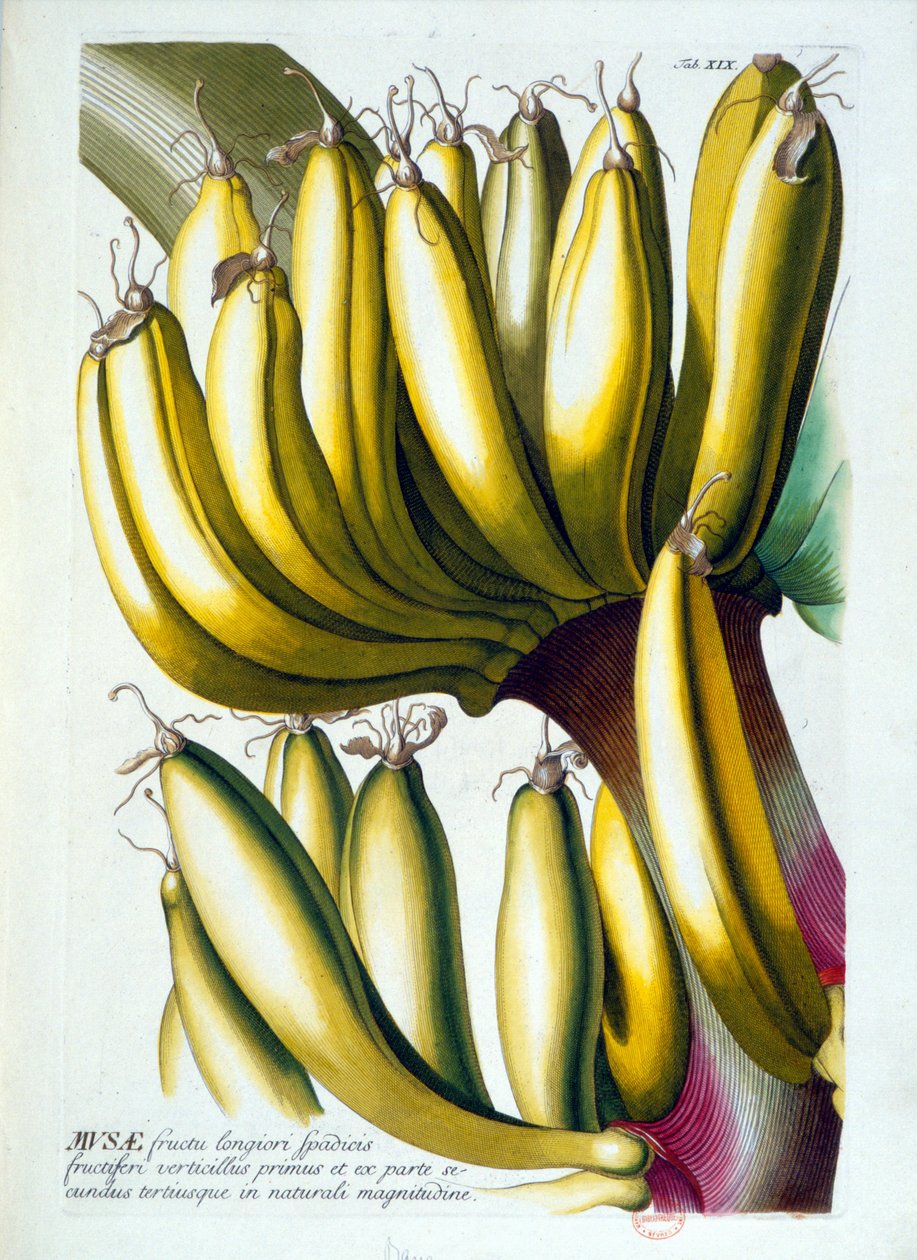 Botanische Tafel: eine Diät aus Bananen. n.d. 19. Jahrhundert von Unknown artist