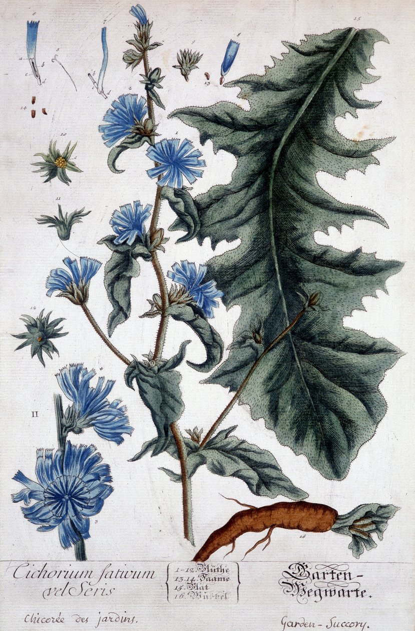Botanische Tafel: Cichorium factivum velseris (Gartenzichorie). von Unknown artist