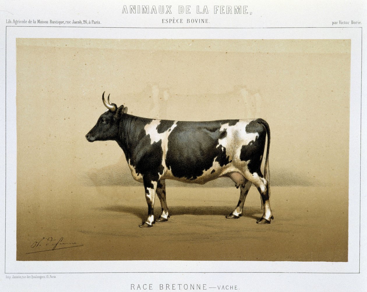 Bretonische Kuh von Unknown artist