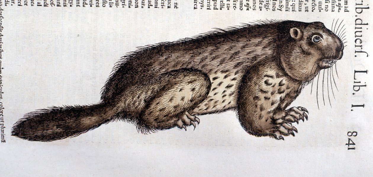 Biber - in „Historia Animalium“ von Conrad Gesner (1516 - 1565), Tiguri von Unknown artist
