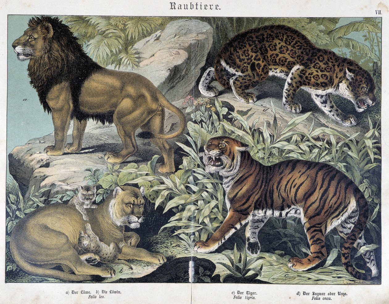 Katzen: Löwe, Löwin, Tiger - in „Naturgeschichten der Säugetiere“, ed. Schreiber von Unknown artist