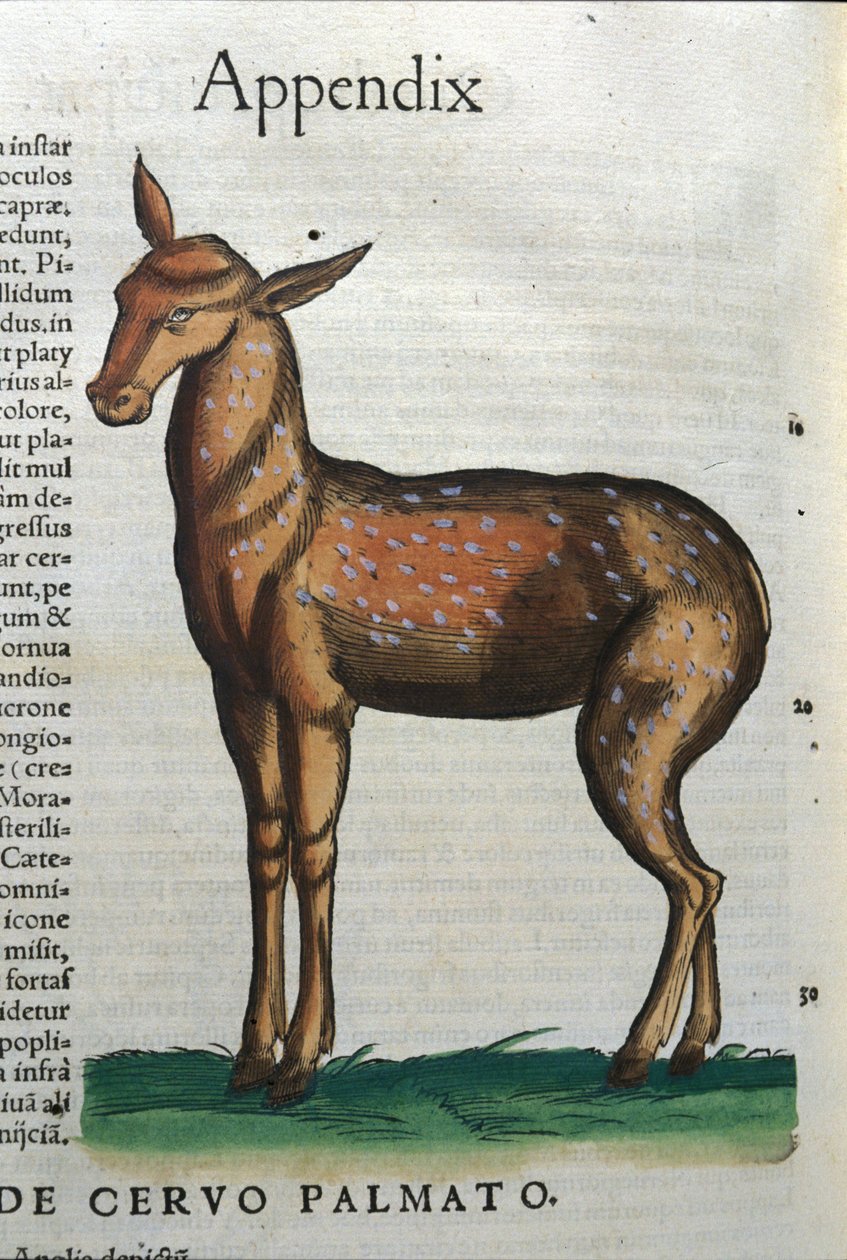 Cervidae (Antilope?) in Historia Animalium von Conrad Gesner (1516 - 1565), Tiguri von Unknown artist