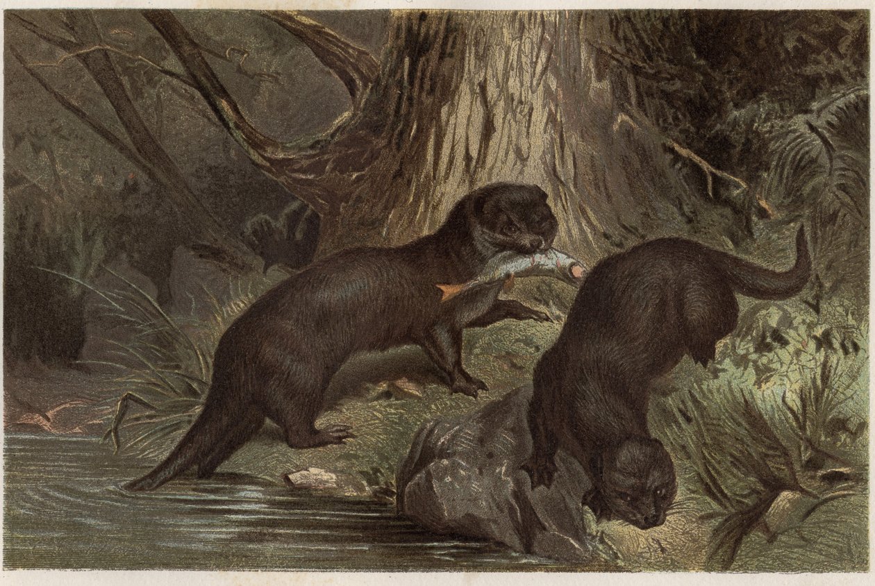 Chilenischer Otter - Der südliche Flussotter, Lontra provocax - Gravur aus „Brehms Tierleben“ von Alfred Edmund Brehm (1829-1884) von Unknown artist