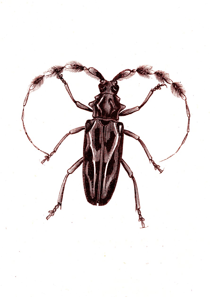 Coleoptera: Lophocerus barbatus von Unknown artist
