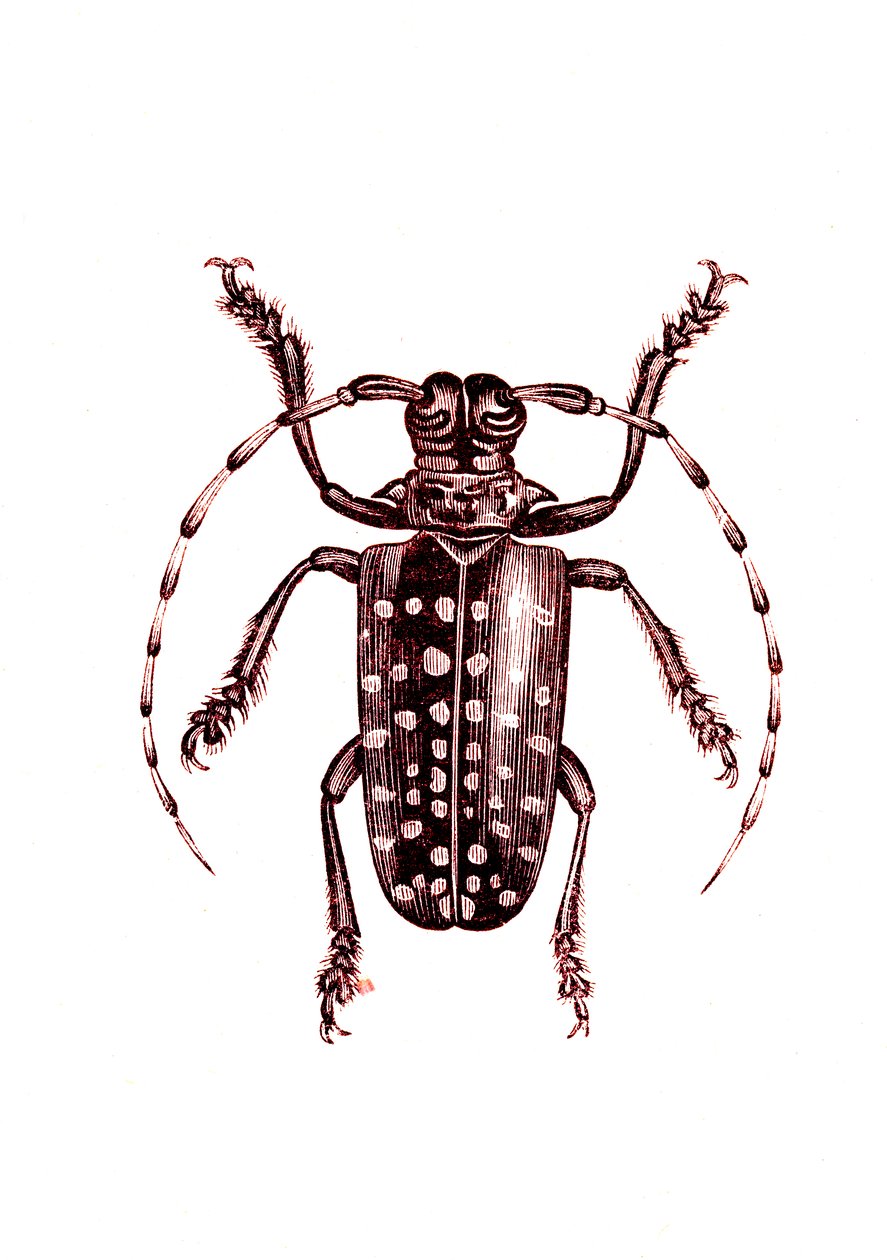 Coleoptera: Ophoptera Tollii von Unknown artist