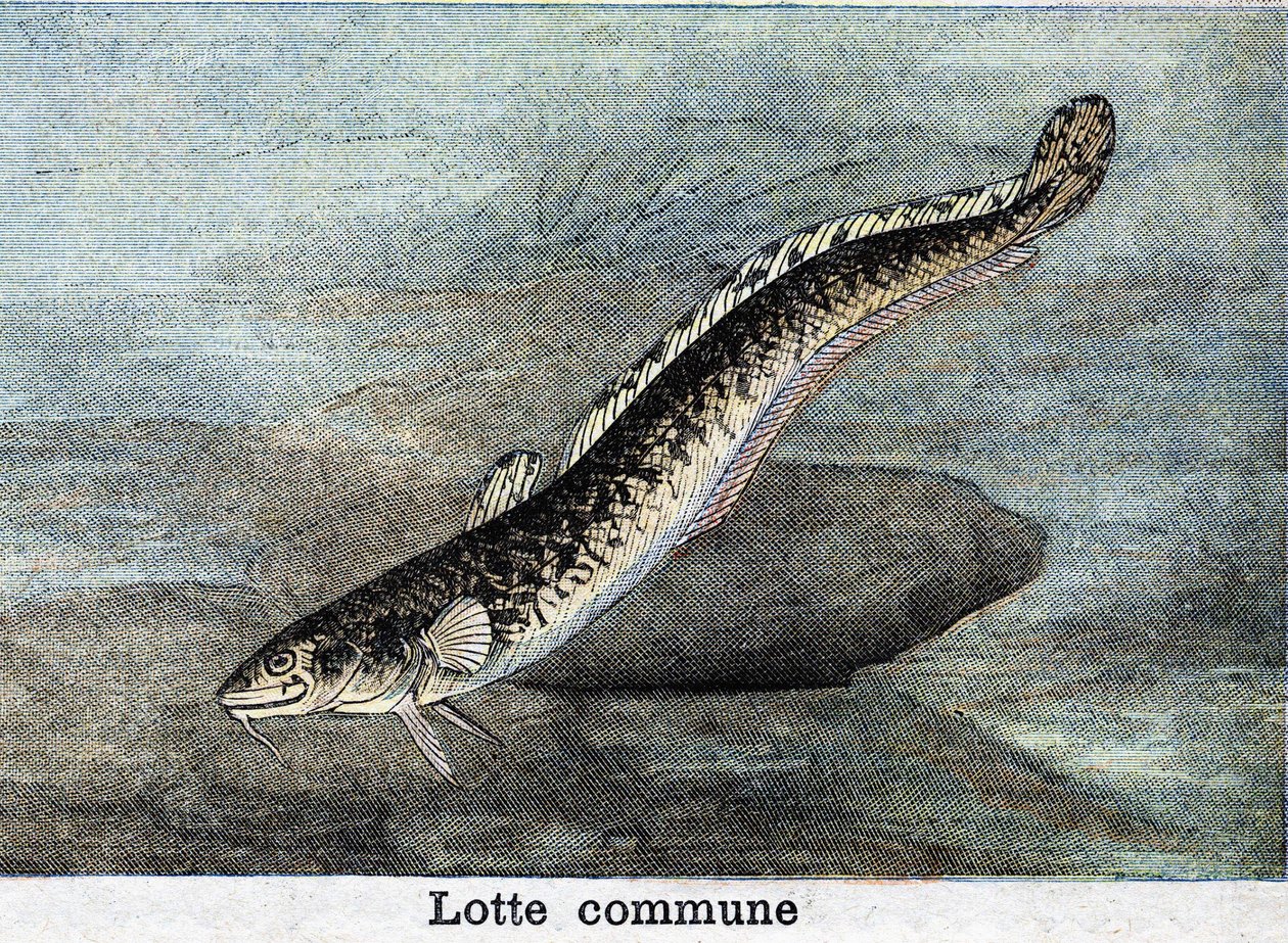 Gemeine Lotte, Gravur von 1898 von Unknown artist
