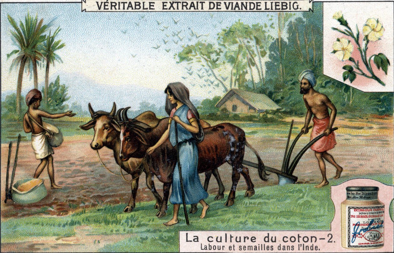 Baumwollanbau: Pflügen und Säen in Indien. Chromolithographie, Liebig-Bild von Unknown artist