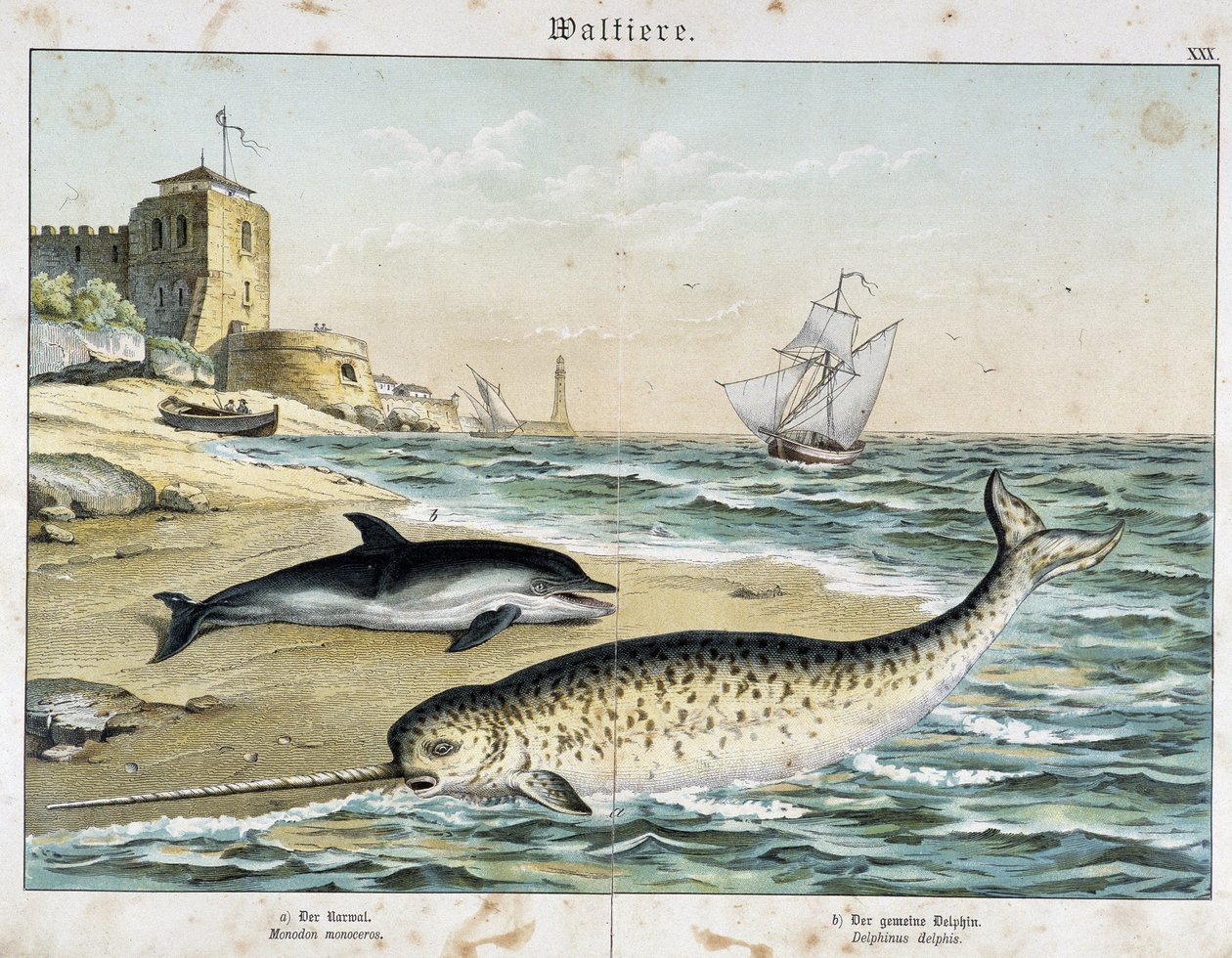 Delfin und Narwal (oder Narhwal), ein Wal - in „Natural Stories of Mammals“, ed. Schreiber von Unknown artist