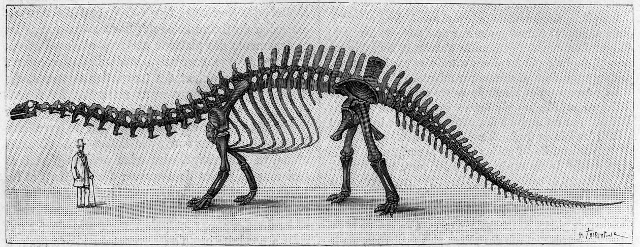 Dinosaurierskelett: „Brontosaurus excelsus“, März. Oberer Jura der Rocky Mountains. Reproduktion der Zeichnung, die von Herrn March an Albert Gaudry vom Institut übermittelt wurde. Gravur in „La Nature: revue des sciences et de leurs applications aux von Unknown artist