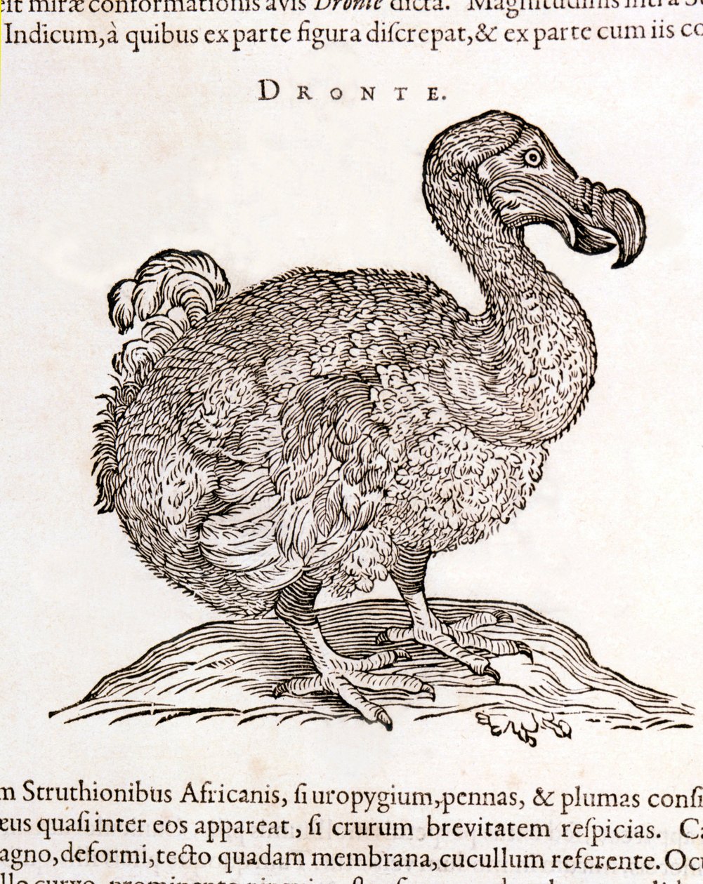 Dodo oder Dronte. Ausgestorbener Vogel - in „De Indiae utriusque re naturali et medica“ von Gulielmi Pisonis, Amsterdam von Unknown artist