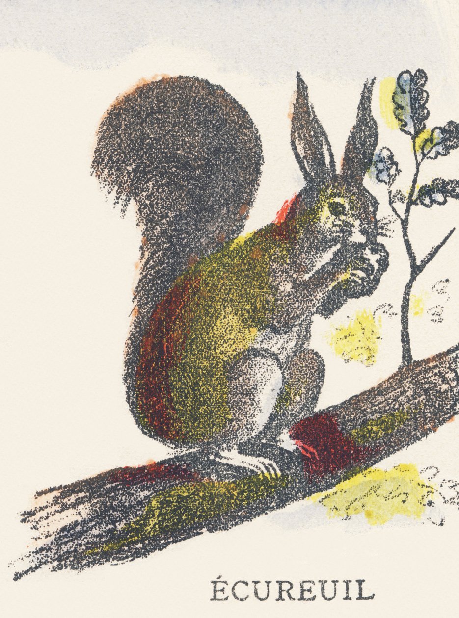 E: Eichhörnchen von Unknown artist