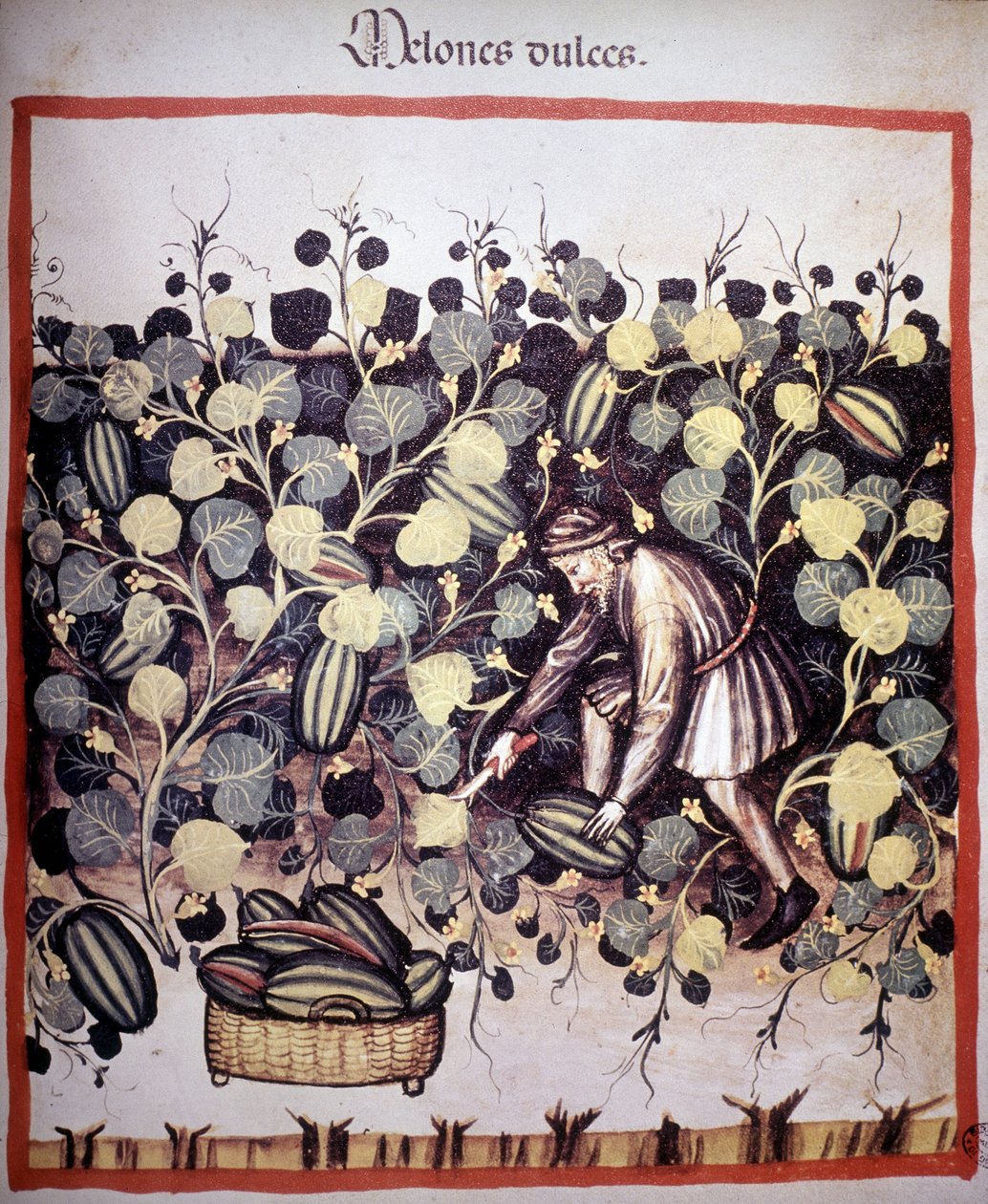 Gravur, die das Sammeln von Melonen aus „Tacuinum Sanitatis“ darstellt. B.N, Wien von Unknown artist