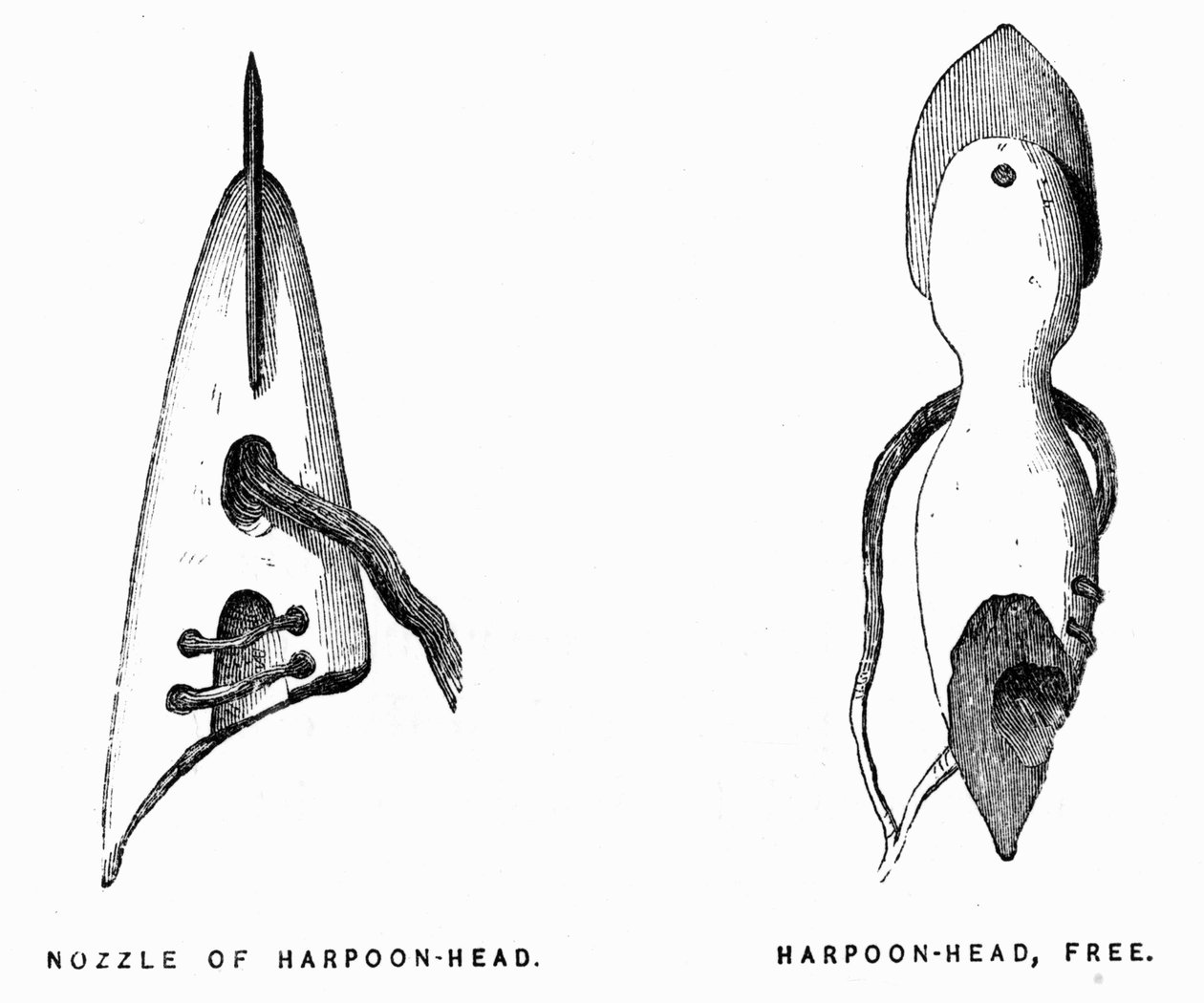 Eskimo-Harpunen - Elisha Kent Kane, Arktische Erkundung in den Jahren 1853-1855, Philadelphia, Childs und Peterson von Unknown artist