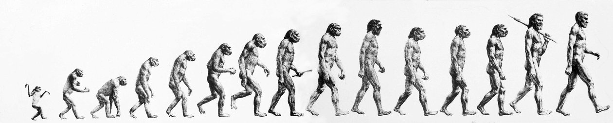 Evolution: Vergleiche der Morphologien vom Affen bis zum heutigen Menschen (verschiedene Hominiden). Endgravur des 19. Jahrhunderts. von Unknown artist