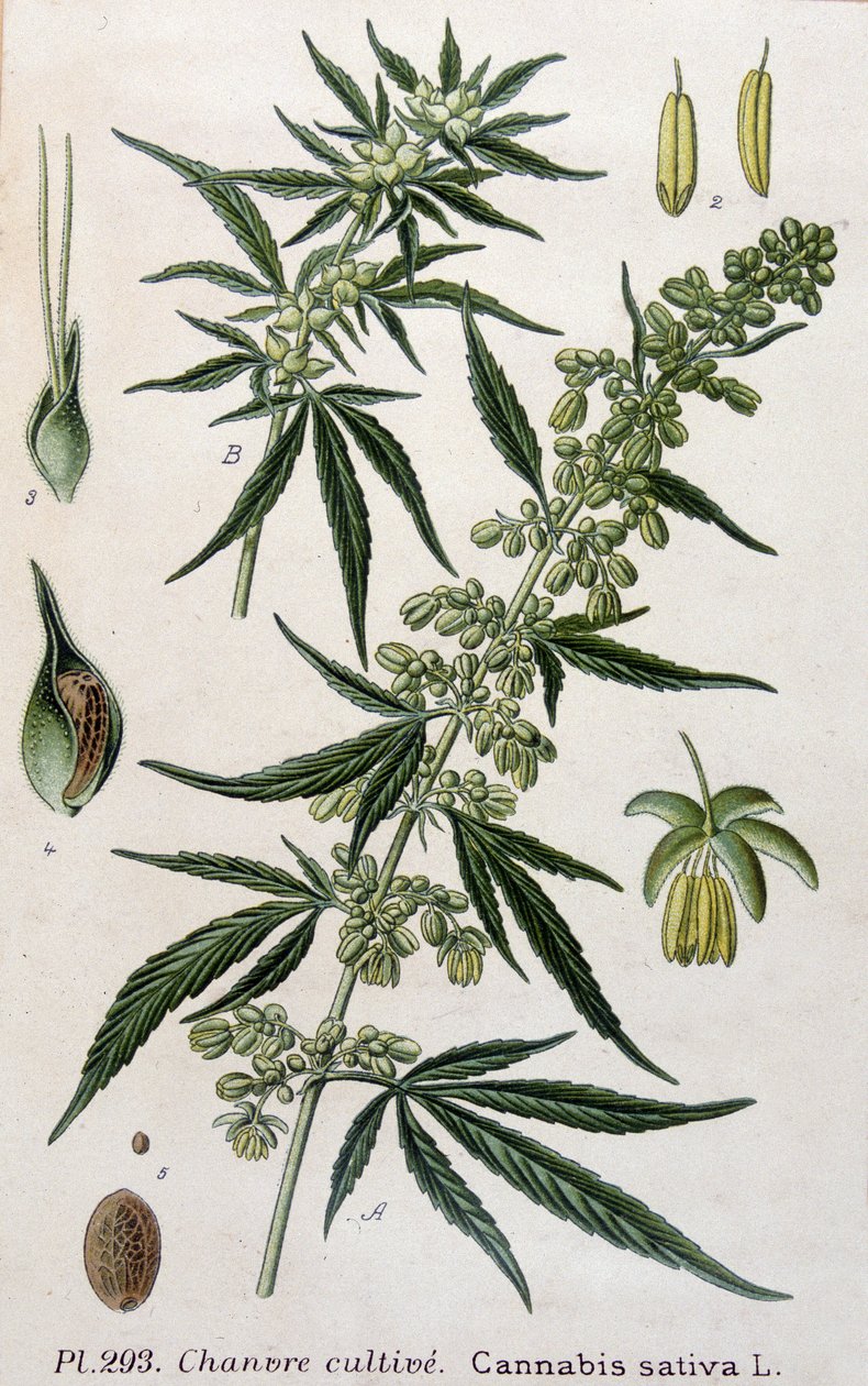 Weibliche Cannabispflanze. Gravur des 19. Jahrhunderts von Unknown artist