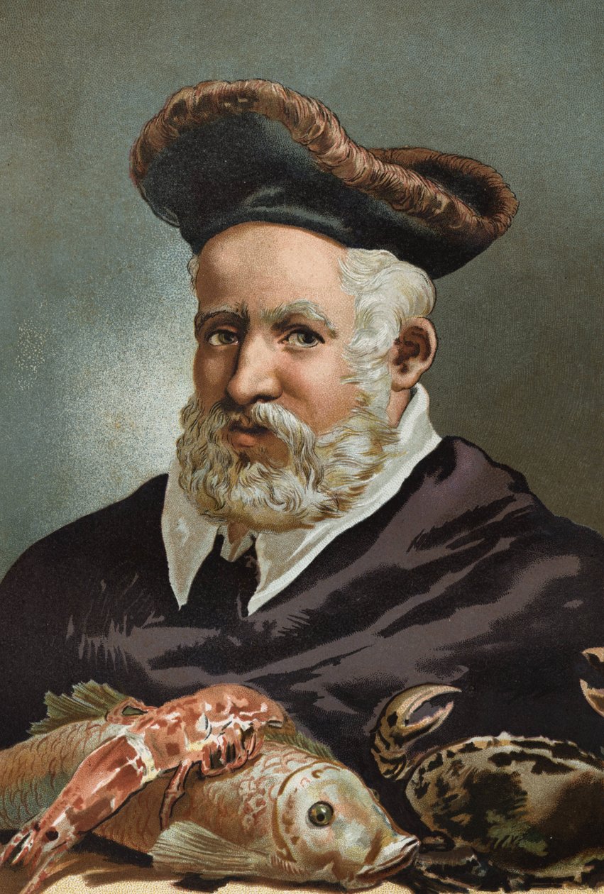 Guillaume Rondelet, französischer Naturforscher und Mediziner (1507-1566). nach „La Ciencia y sus Hombres“ von Louis Figuier. Barcelona 1881 von Unknown artist