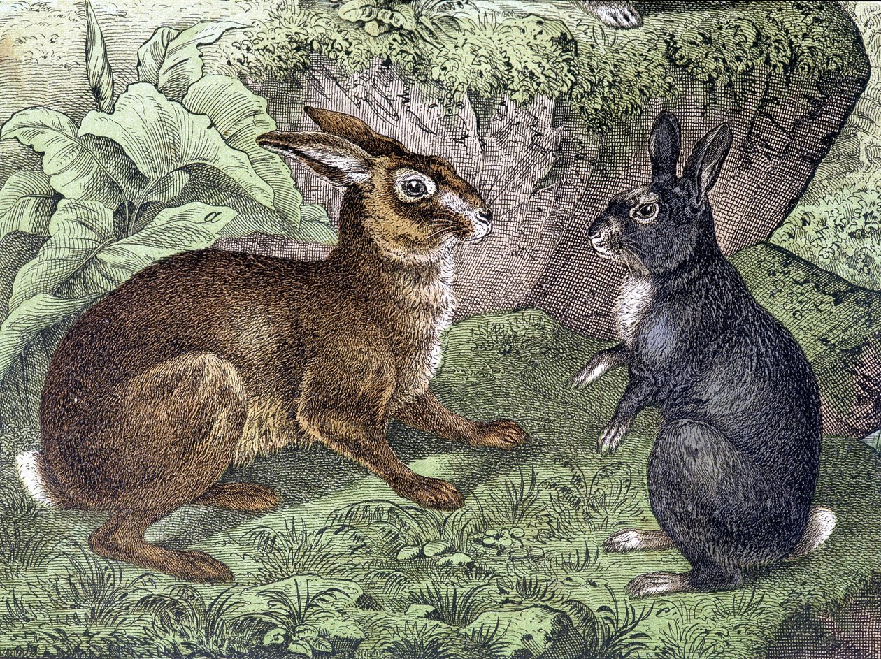 Hase und Kaninchen - in „Naturgeschichte der Säugetiere“, ed. Schreiber von Unknown artist