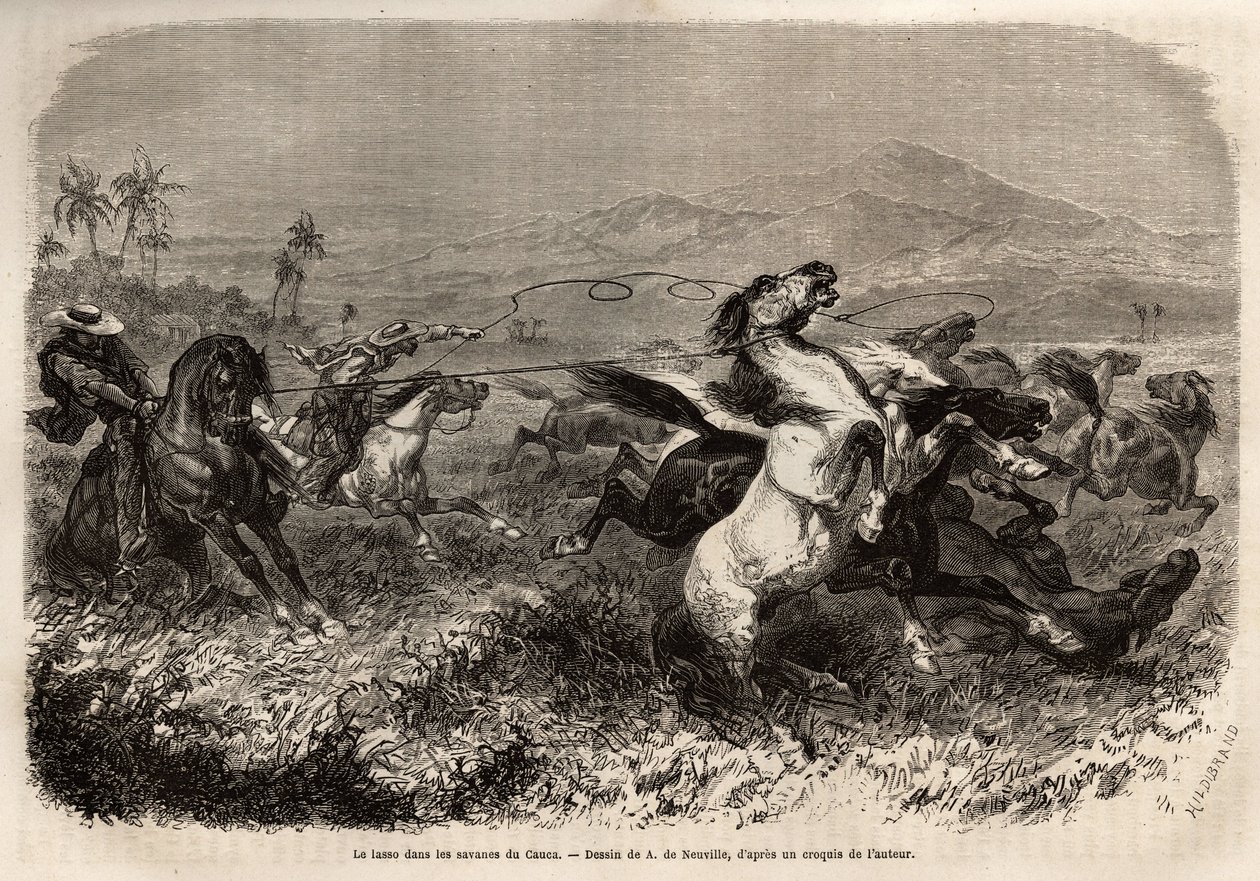Herden von Maultieren und Pferden streifen frei in den Ebenen von Cauca (Kolumbien), Züchter gruppieren sich, um die Tiere mit dem Lasso (oder Zoga, langes Lederseil) zu fangen. Gravur zur Illustration der Reise nach Neugranada, von Dr. Saffray, 1869, verö von Unknown artist