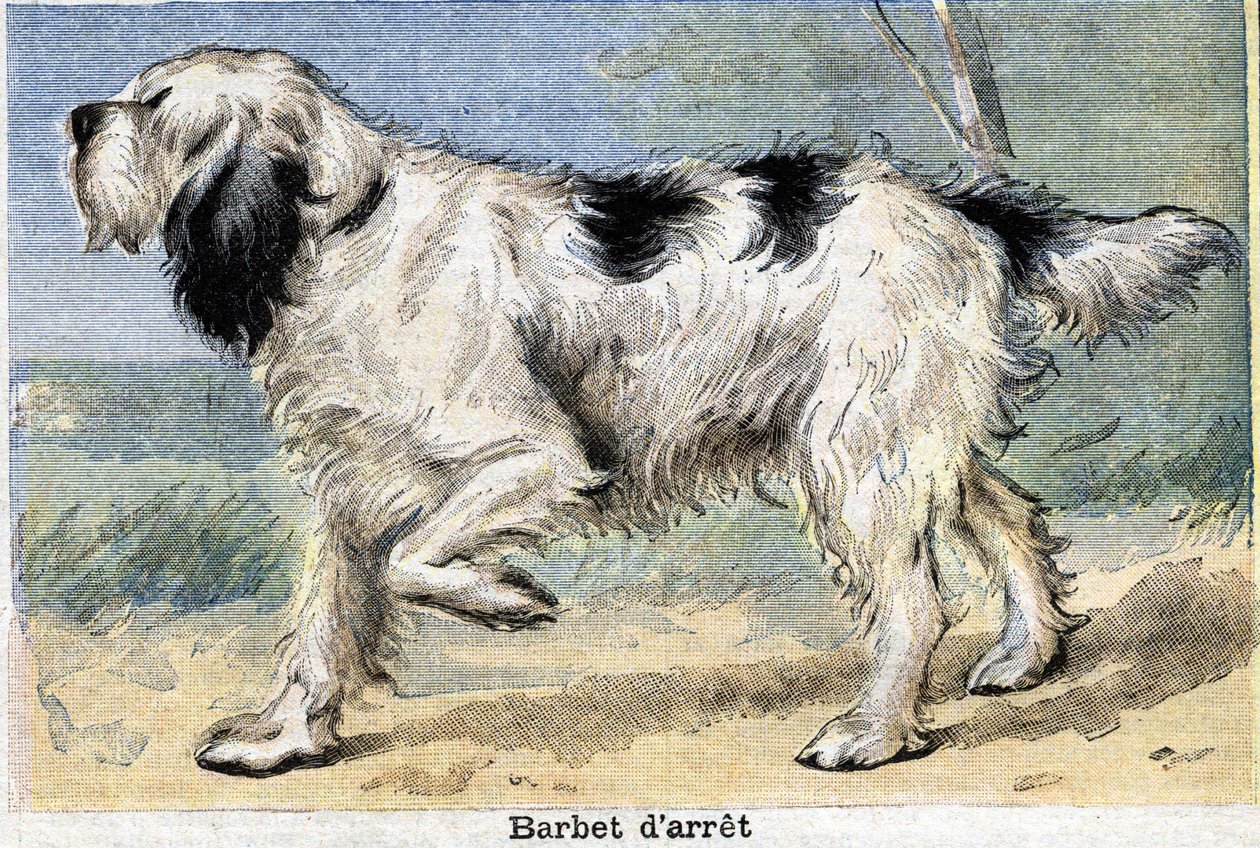 Jagdhund: Stop Barbet von Unknown artist