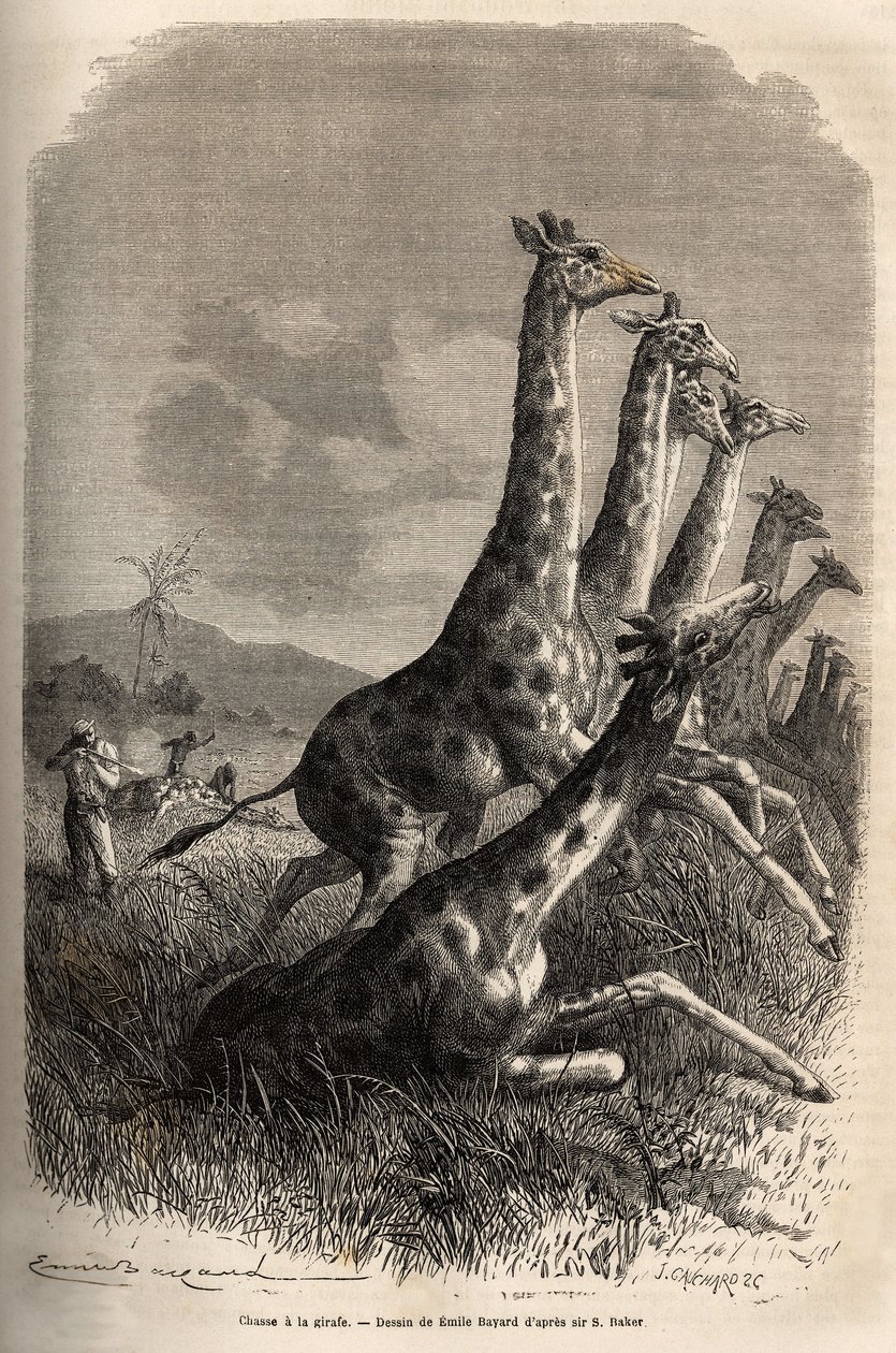 Jagd auf die Giraffe, der Erzähler schießt auf sein Wild und seine Führer vollenden den ersten Schuss auf die Giraffe. Gravur zur Illustration der Erforschung der abessinischen Nebenflüsse des Nils, von Sir Samuel W. Baker, 1861-62, veröffentlicht in „Le t von Unknown artist