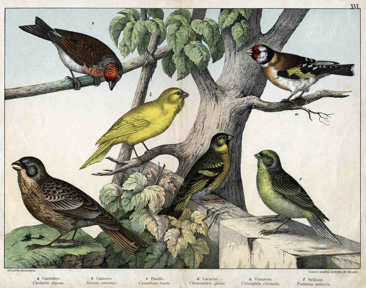 Illustration für „Naturgeschichte der Vögel“, Hrsg. Hoepli, Mailand von Unknown Artist