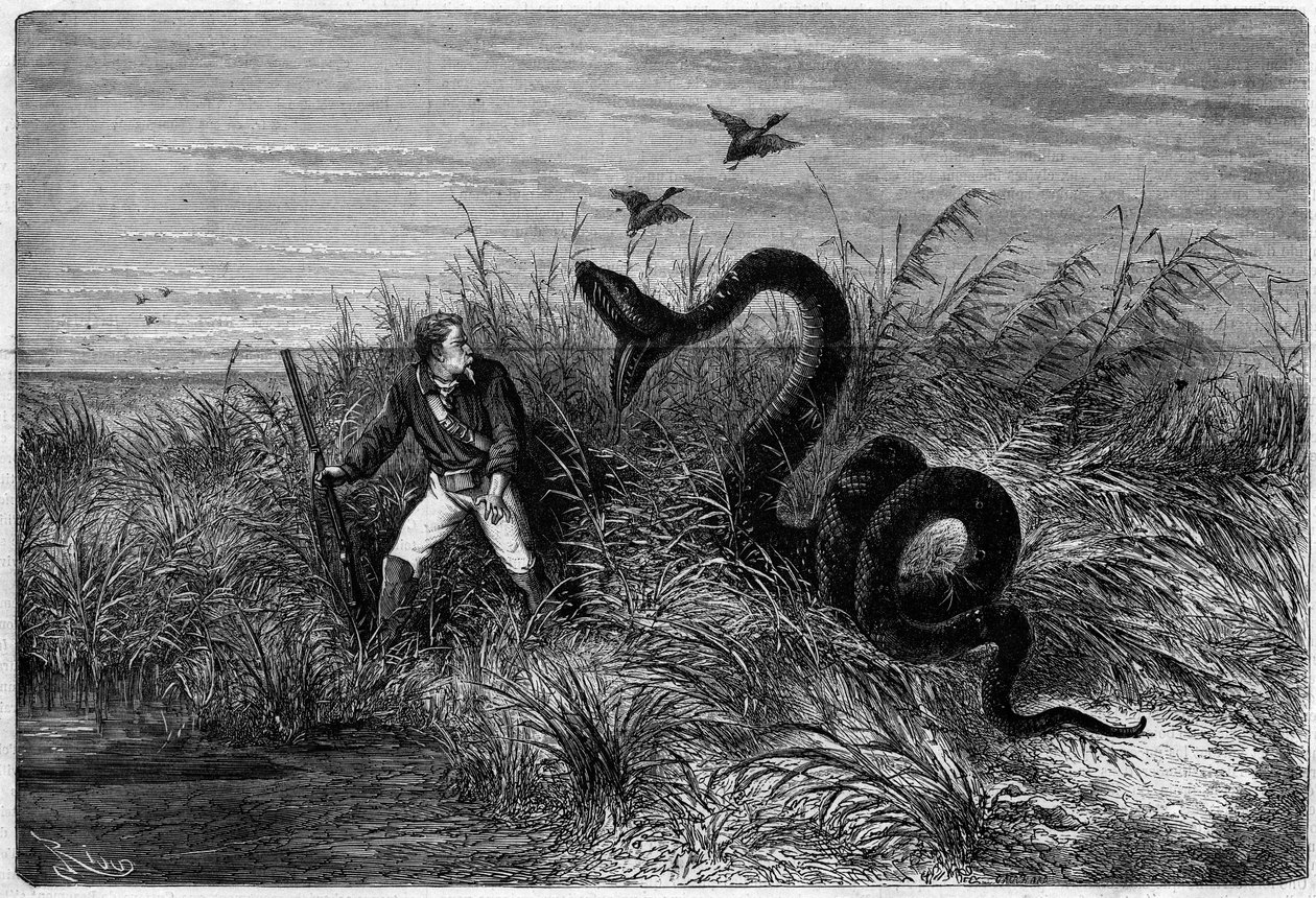 Vorfall in der Savanne bei einer Entenjagd. Auszug aus „Reise nach Französisch-Guayana“ von Frédéric Bouyer, Fregattenkapitän. Gravur in „L