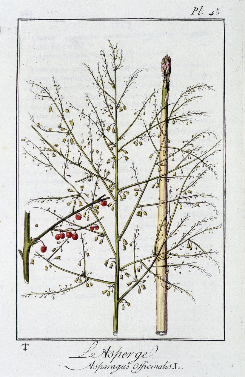 Der Spargel (Asparagus officinalis) - in „Übungen der Botanik für Kaufleute“, verfasst von J.C. Philibert, Druckerei Crapelet, Paris von Unknown artist