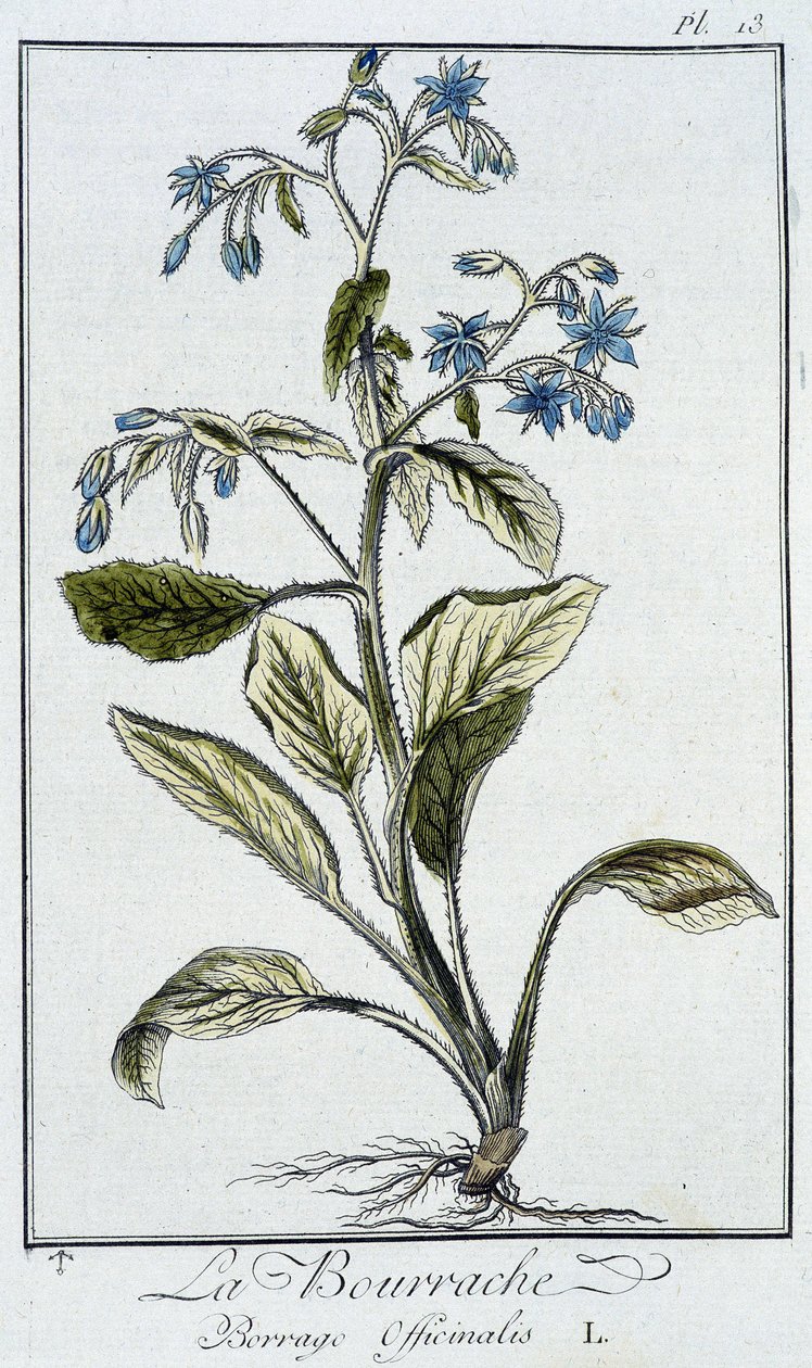 Die Borretsch (Borrage Officinalis) - in „Übungen der Botanik für Händler“, geschrieben von J.C. Philibert, Druckerei von Crapelet, Paris von Unknown artist