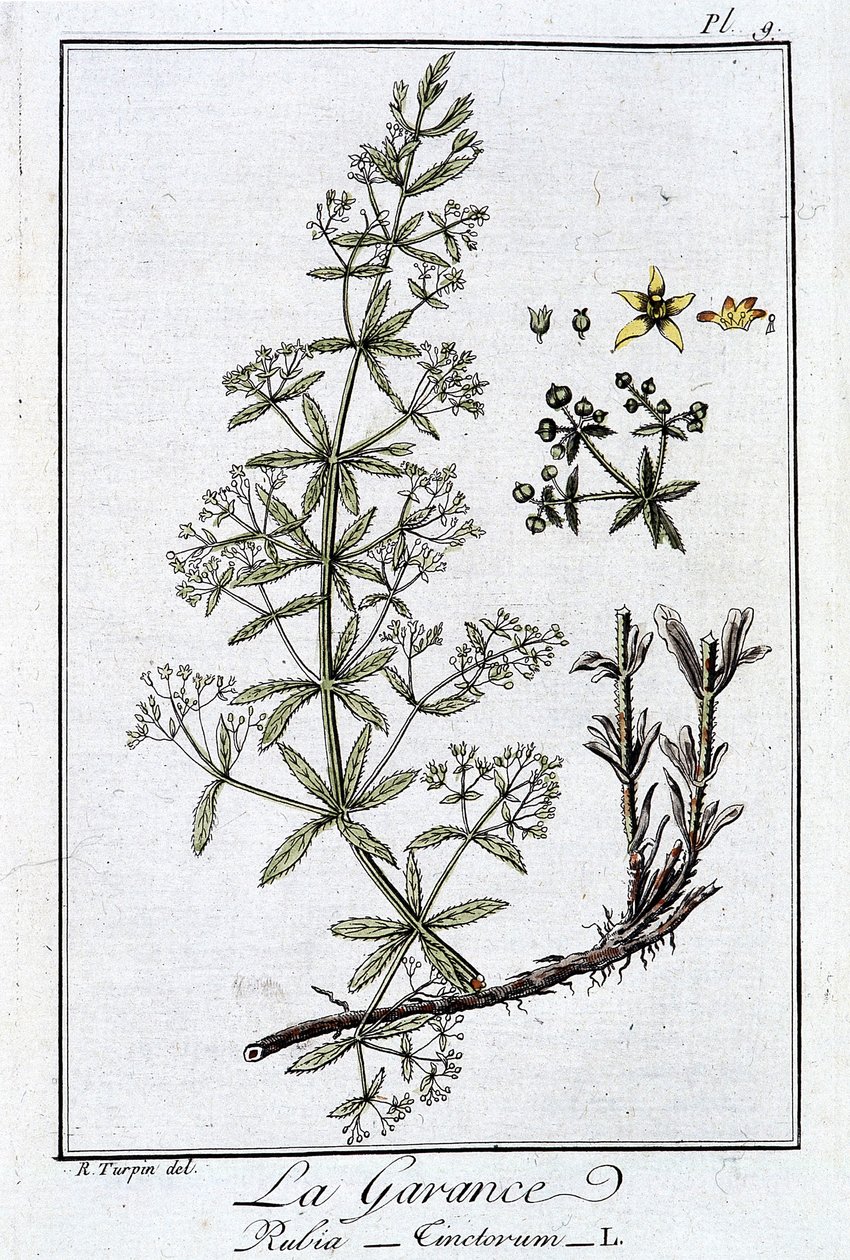 Die Krappwurzel (Rubia Tinctorum) - in „Botanikübungen für Kaufleute“, verfasst von J.C. Philibert, Druckerei Crapelet, Paris von Unknown artist