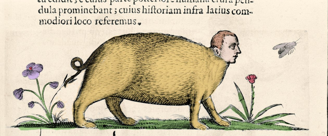 Die Manticore - in „Über die Natur der Monster und ihre Ursachen“ von Fortunio Liceti von Unknown artist