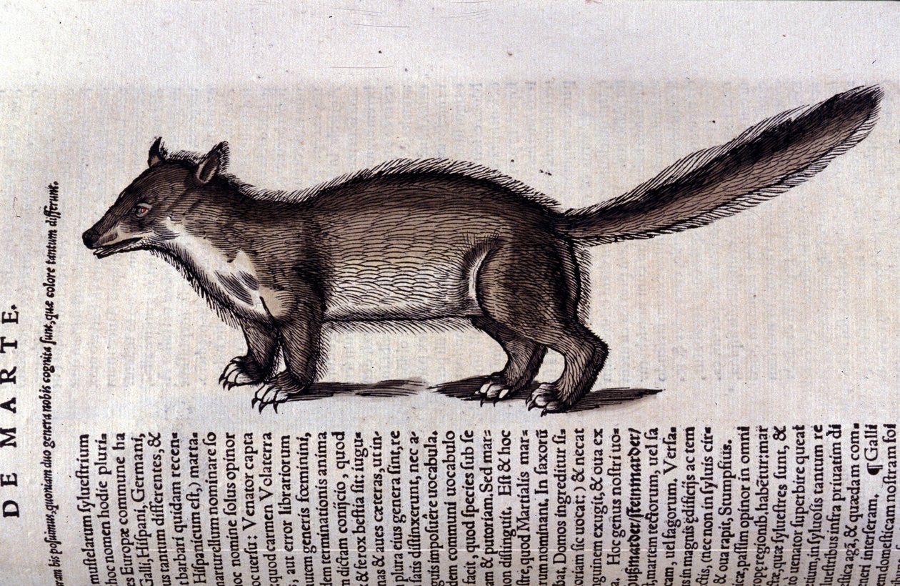 Der Marder in Historia Animalium von Conrad Gesner (1516-1565) von Unknown artist