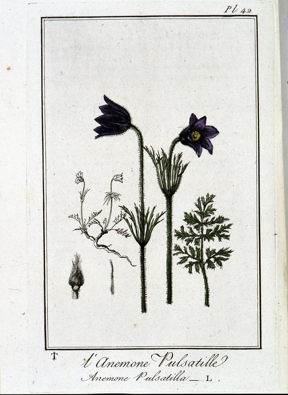 Die Küchenschelle (Anemone pulsatilla) - in „Übungen der Botanik für Händler“, verfasst von J.C. Philibert, Druckerei Crapelet, Paris von Unknown artist