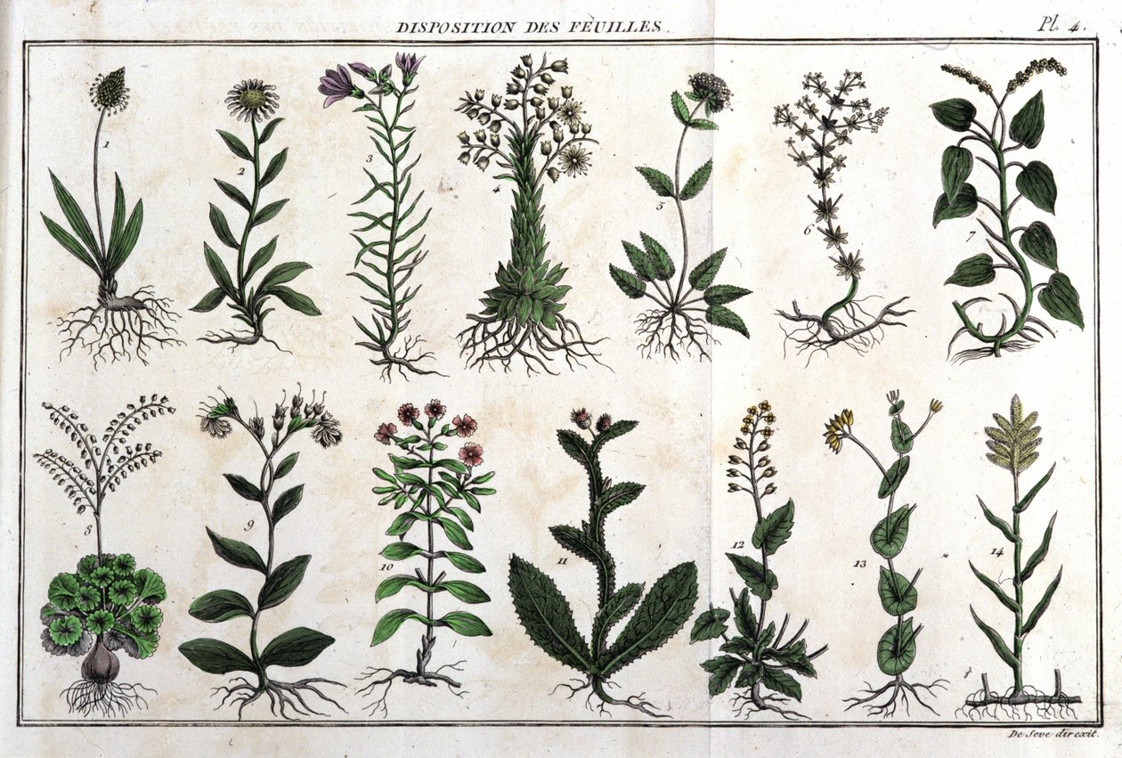 Anordnung der Blätter: in „Flora Françoise, oder eine kurze Beschreibung aller Pflanzen, die natürlich in Frankreich wachsen, geordnet nach einer neuen Analysemethode, mit Angabe ihrer weniger zweideutigen Tugenden in der Medizin und ihrer Nützlichkeit in von Unknown artist
