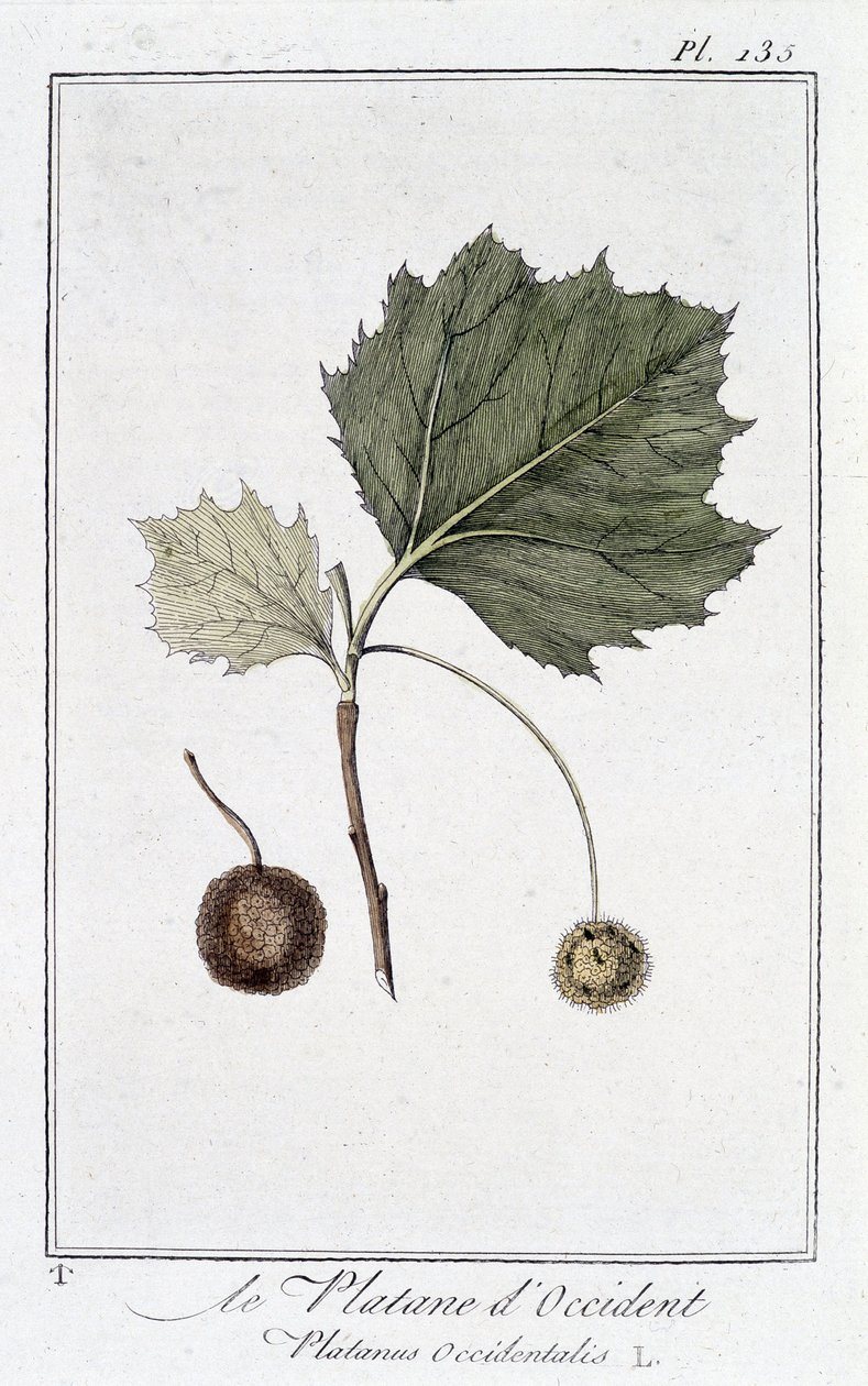 Die Amerikanische Platane (Platanus occidentalis) - in „Übungen der Botanik für Kaufleute“, verfasst von J.C. Philibert, Druckerei Crapelet, Paris von Unknown artist