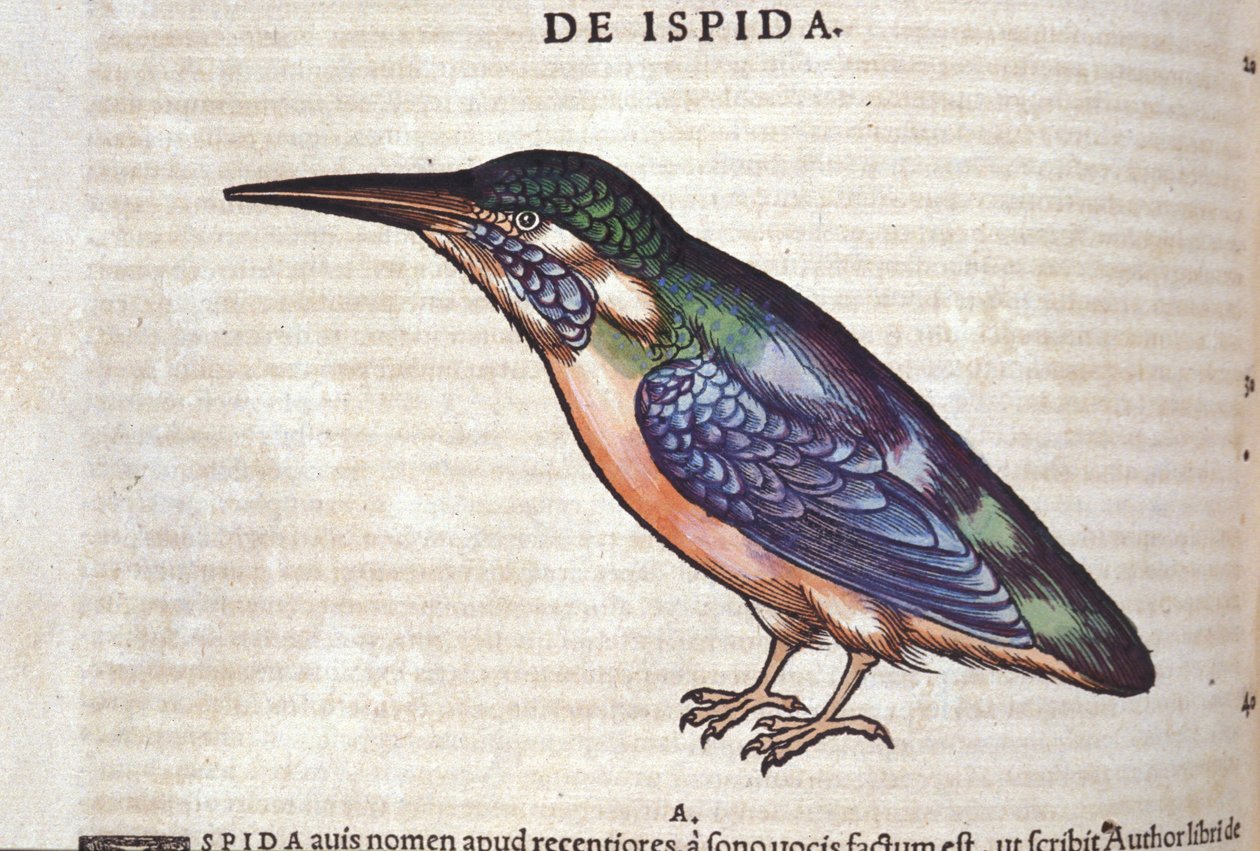 Der Bienenfresser in Historia Animalium von Conrad Gesner (1516 - 1565), Tiguri von Unknown artist