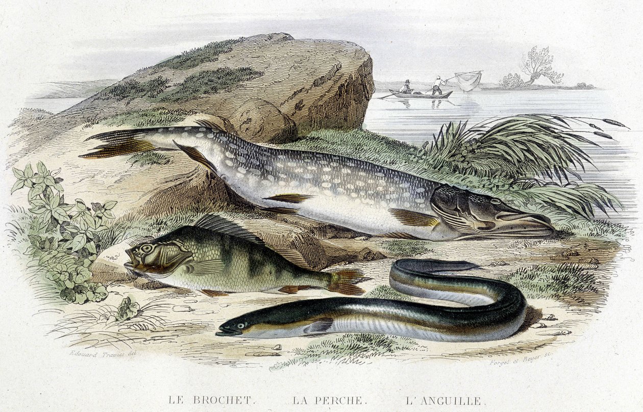 Der Hecht, der Barsch und der Aal - in „Histoire naturelle“ von Lacépède, T.II, ed. Furne et Cie, Paris von Unknown artist