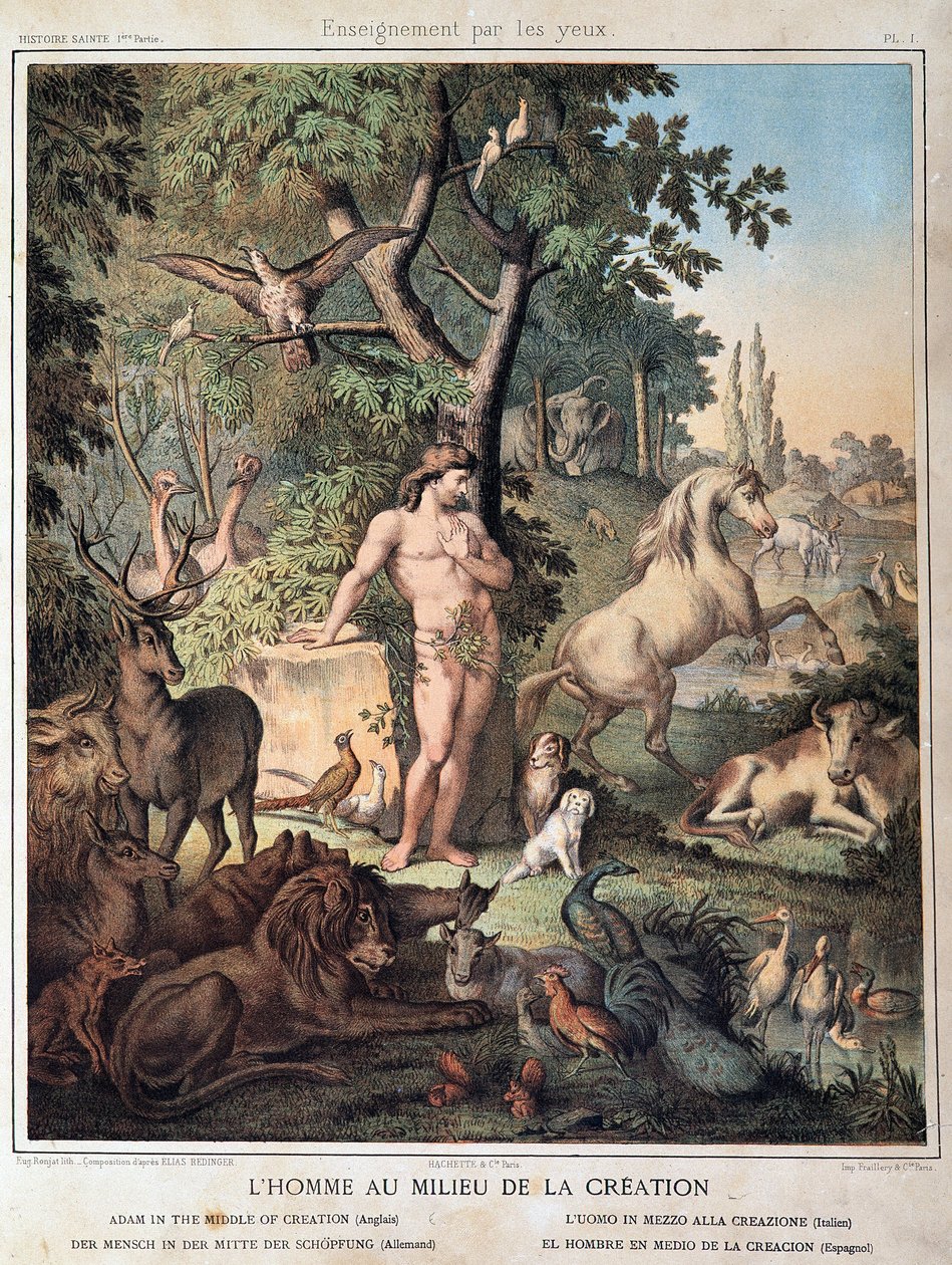 Der Mensch inmitten der Schöpfung - in „Heilige Geschichte“, ed. Hachette von Unknown artist