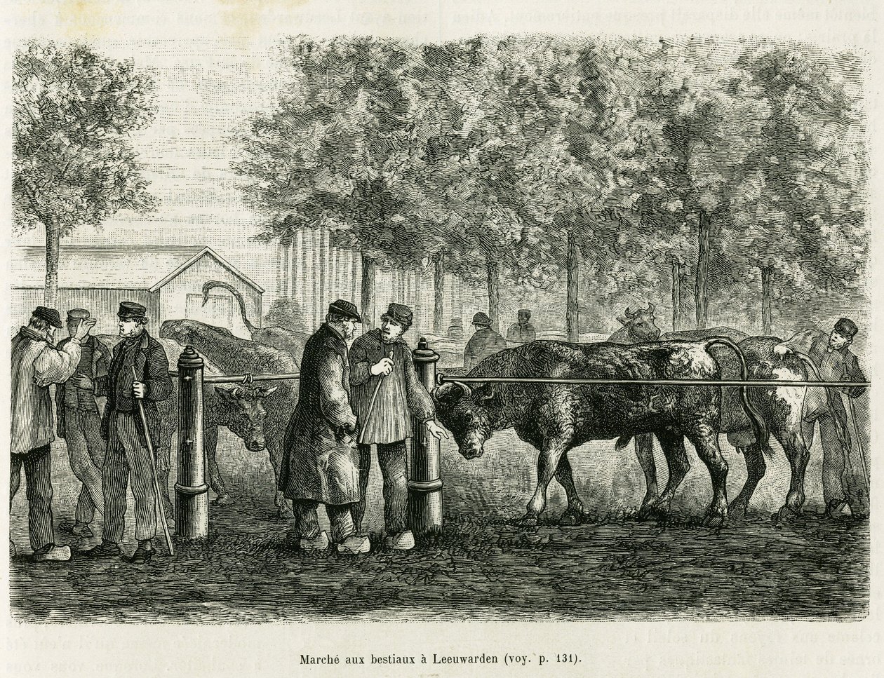 Viehtrieb in Leeuwarden (Niederlande). Gravur zur Illustration der Geschichte La Frise, basierend auf einem Bericht einer niederländischen Zeitung, in Le Tour du monde 1886, herausgegeben von Edouard Charton (1807-1890), Hachette, Paris. von Unknown artist