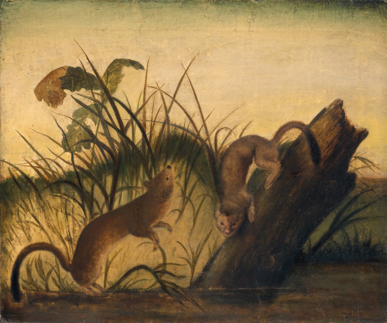 Langschwanzwiesel von Unknown Artist