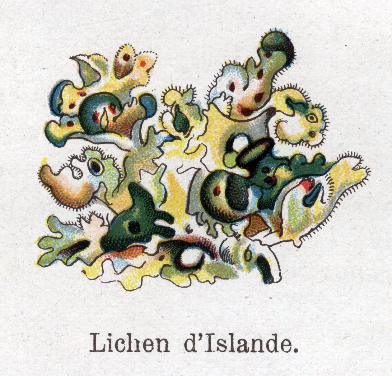 Medizinische und essbare botanische Pflanzen: Isländisches Moos. Gravur in „Die natürliche Medikation“ von Friedrich Eduard Bilz (1842-1922) von Unknown artist