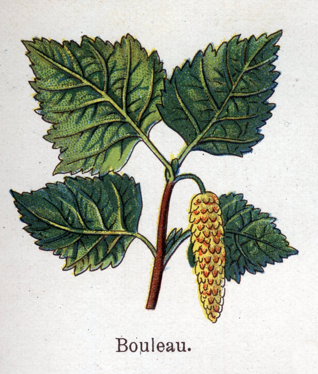 Medizinische und essbare botanische Pflanzen: Birke. Gravur in „La medication naturelle“ von Friedrich Eduard Bilz (1842-1922) von Unknown artist